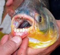 pacu fish