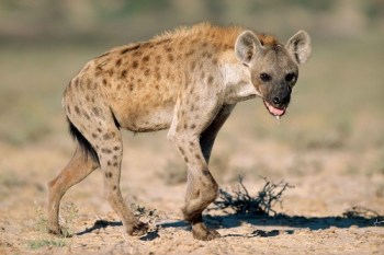 hyena
