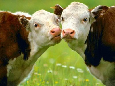 Two-Cows