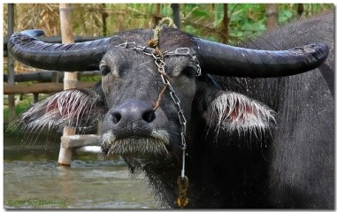 carabao-web1 jeffellenwood