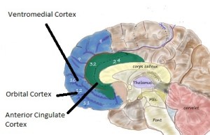 dictator-Prefrontal-lobe