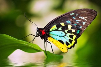 birdwing-butterfly